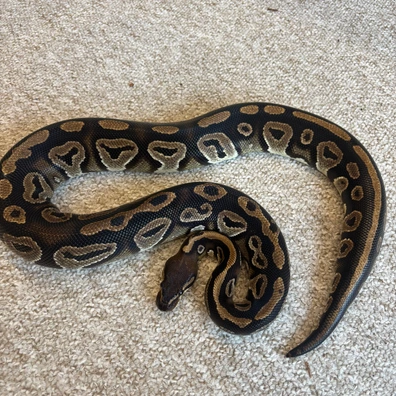 Blackhead Het Clown