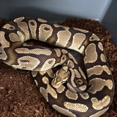 Fire 100% DH DG Clown