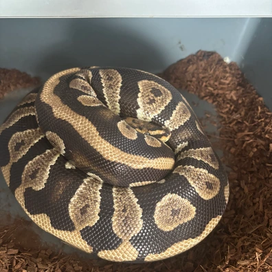 Chocolate Spotnose Het Clown