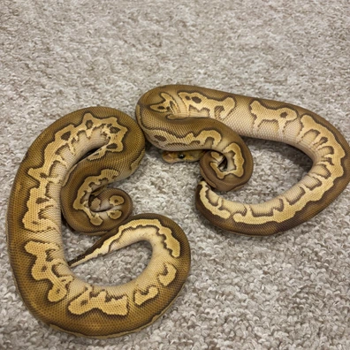 0.2 Mojave Clown 100% Het Pied