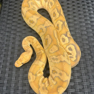 Cypress Fire Clown 100% Het Lavender Albino Ball Python - male for sale from No Limits of Ball pythons