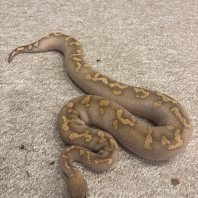 Wookie GHI Mojave Clown Ball Python - female for sale from No Limits of Ball pythons
