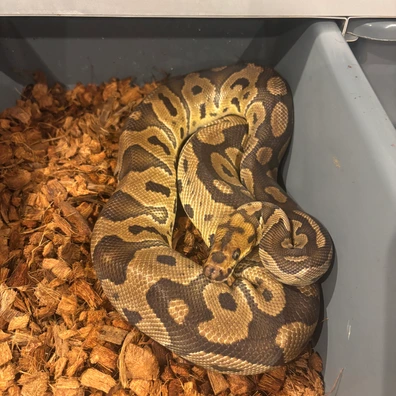 Confusion Clown Ball Python - female for sale from No Limits of Ball pythons