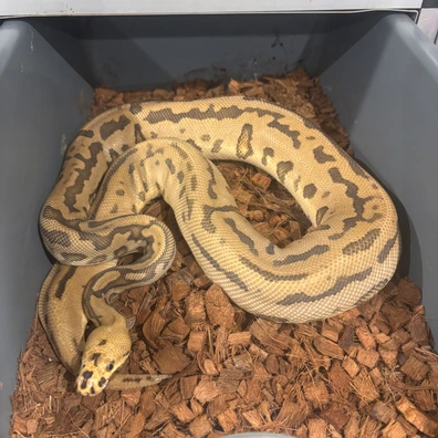 Batman Red Stripe/yellowbelly Ball Python - female for sale from No Limits of Ball pythons