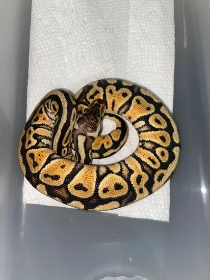 Pastel Yb 66% Het Clown Ball Python by Jimmy’s Party Pets