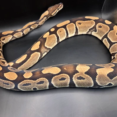 Het Vpi Axantic Ph Clown