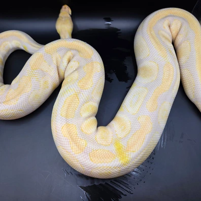 Cypress Lavender Albino