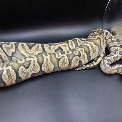 Hypo Ghi Pastel Poss Enchi