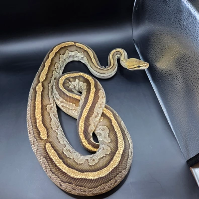 Bongo Fire Het Clown