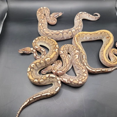 2.2 Bamboo 66% Het Ultramel Ph Pied