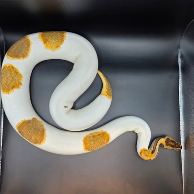 Hi Od Leopard Pied Poss Het Hypo Poss Het Ultramel