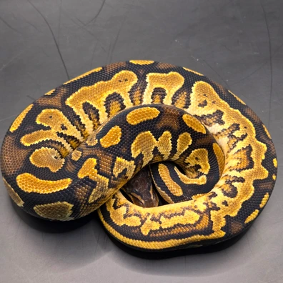 Bongo Sugar Genex Het Clown 66% Het Pied Ball Python - male for sale from Norfolk royals