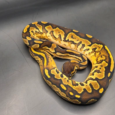 Bongo Genex Sugar Het Clown 66 % Het Pied Ball Python - male for sale from Norfolk royals