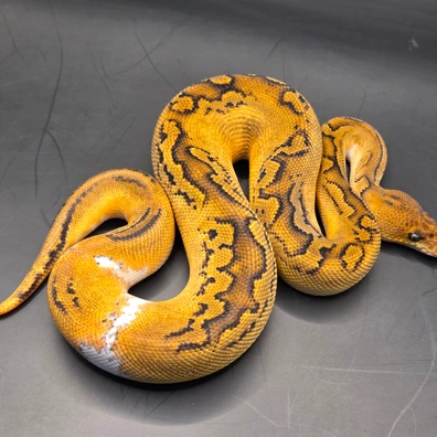 Bongo Clown Pied Sugar Possibly Also Genex Ball Python - male for sale from Norfolk royals