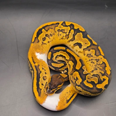 Bongo Pied Sugar Genex Het Clown Ball Python - female for sale from Norfolk royals