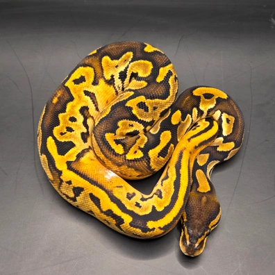 Bongo, Pied, Sugar, Genex Het Clown Ball Python - female for sale from Norfolk royals