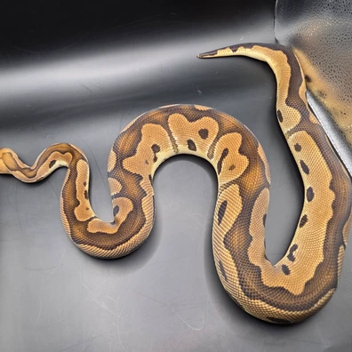 Genex Clown Het Pied Ball Python - male for sale from Norfolk royals