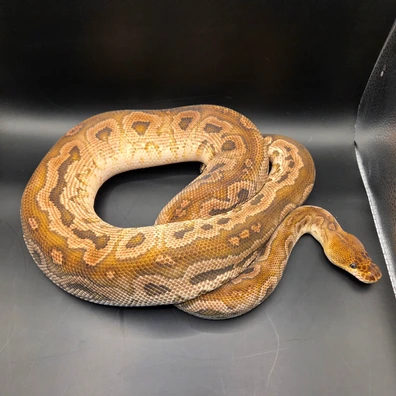 Bongo Fire Clown Ball Python - male for sale from Norfolk royals