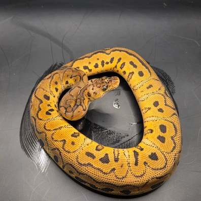 Bongo Fire Motley Pastel Clown Ball Python - male for sale from Norfolk royals