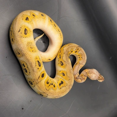 Bongo Motley Pastel Clown Ball Python - female for sale from Norfolk royals