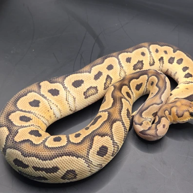 Bongo Fire Motley Clown Ball Python - female for sale from Norfolk royals