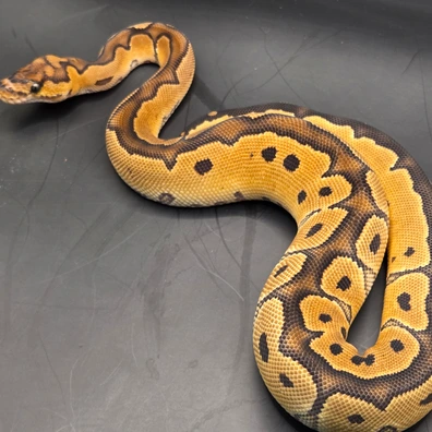 Motley Clown Ball Python - female for sale from Norfolk royals