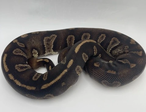 Super Chocolate Ball Python by Novi Pythons