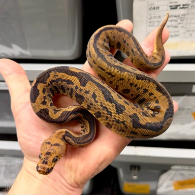 Stranger Confusion Leopard Clown Ball Python - female for sale from Novina
