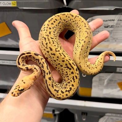 Confusion Batman Ball Python - female for sale from Novina