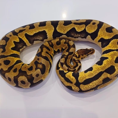 Pastel Puzzle Ball Python - female for sale from NRZ