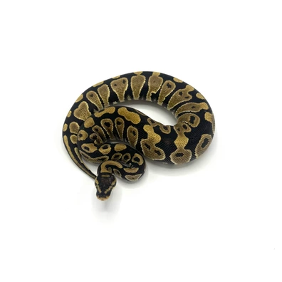 0.1 Gravel Het Clown Het Hypo Het Dg Het Axanthic Vpi Poss Het Hypo