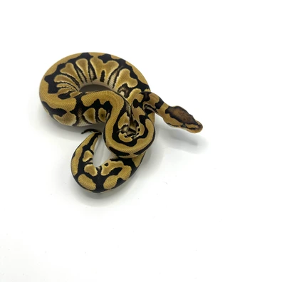 Crypton Het Axanthic Vpi Het Desert Ghost