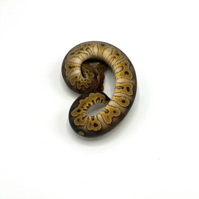 Wookie Clown Probably Gravel