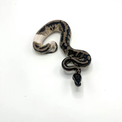 1.0 Axanthic VPI Piebald