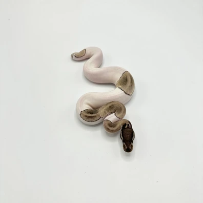 Pastave Axanthic VPI Piebald