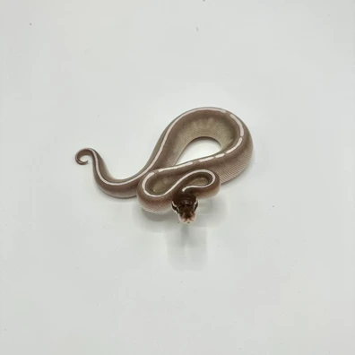 Purple Passion Axanthic VPI