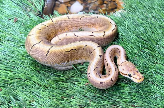 Spinner Ball Python by Ryan’s Ball Pythons