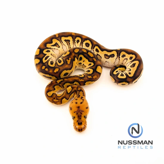 Cypress Special Clown Ball Python by Nussman Reptiles