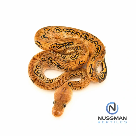 black pastel bongo ball python by freedom breeder -... ODYB Bongo Black Pastel (Cypress) Clown Het Hypo Ball Python by Nussman ...