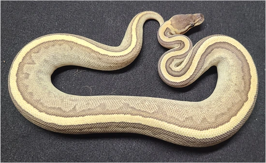 Jigsaw Het Piebald, Het VPI Axanthic Ball Python by Northwest Reptiles
