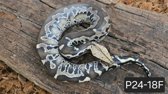 Chrome Dome Sumatran Short-Tailed Python by Bio Boutique