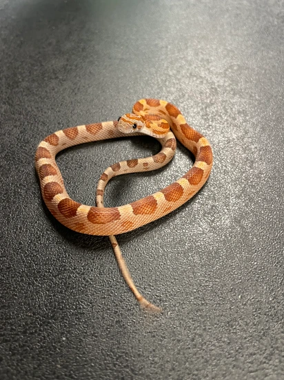 Motley Het Scaleless Corn Snake by Boxcar Exotics