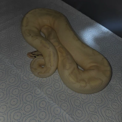 Highway Pastel Enchi Ball Python - male for sale from J Balls Pythons
