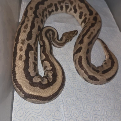 Leopard Spotnose Fire Het Clown Ball Python - female for sale from J Balls Pythons