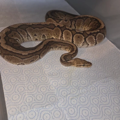 Chocolate Pinstripe Het Clown Ball Python - male for sale from J Balls Pythons