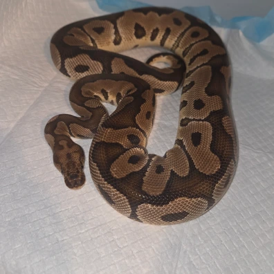 Clown Het Dg Ball Python - female for sale from J Balls Pythons