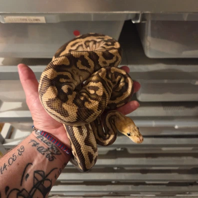 Cypress Spotnose Clown