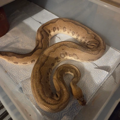 Leopard Pastave Clown