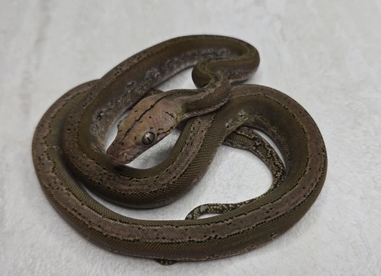 68.75% Kalaotoa Anery Marble Motley Het Purple Reticulated Python by SD ...