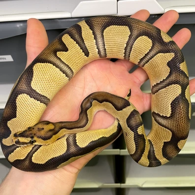 Enchi Chocolate Clown
